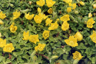 Lysimachia japonica var minutissima